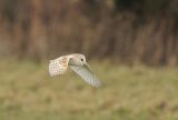 Barn Owl