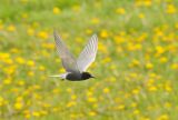 Black Tern