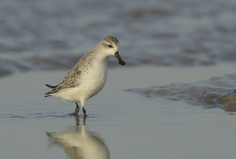 Spoon-billed Sandpiper