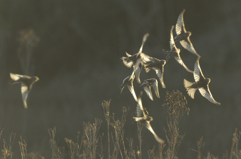 Twite