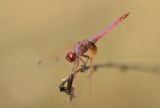 Male Violet Dropwing