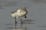 Spoon-billed Sandpiper