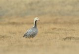 Emperer Goose