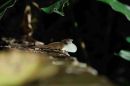 Anole Lizard