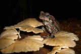 Toad sp