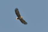 Adult White-tailed Eagle