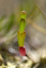 Salicornia sp