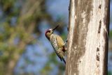 West Indian Woodpecker