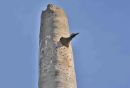 Fernandena's Flicker