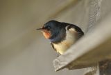 Swallow