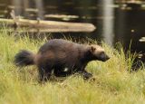 Wolverine #21