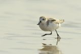 Spoon-billed Sandpiper