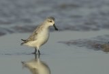 Spoon-billed Sandpiper