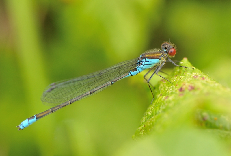 Male Small Red-eyed Damselfly