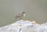 Radde's Accentor