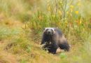 Wolverine. Taiga Forest,Finland.
