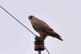 Gyr Falcon
