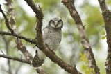 Juvenile Hawk Owl