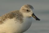 Adult Winter Plumage Spoon-billed Sandpiper