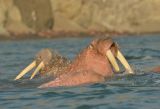Walrus