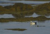 Drake Stellers Eider