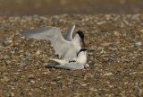 websandwichtern3