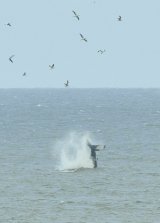 The Norfolk Humpback Whale tail slapping showing Flukes.