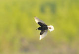 White-winged Tern