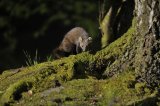 Pine Marten