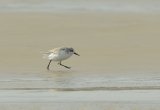 Spoon-billed Sandpiper the famous 01 in Rudong Oct 2014