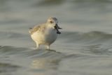 Spoon-billed Sandpiper