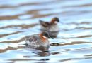Red necked Phalaropes