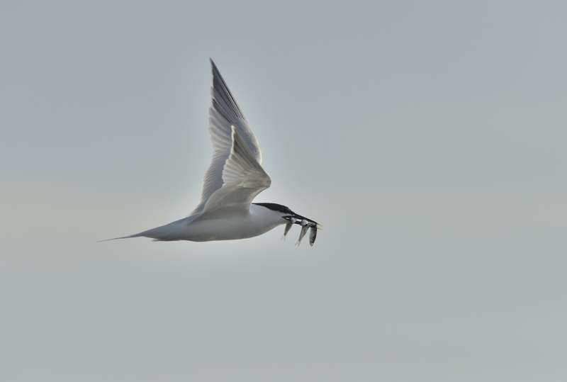 websandwichtern1