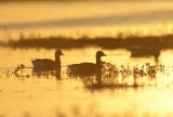 Brent Geese