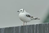 2nd year Ross's Gull