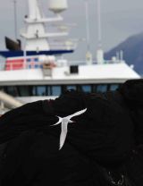 Arctic Tern and trawler
