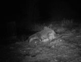 Pair of Otters undisclosed site North Norfolk