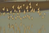 Flock of Dunlin in the winter sun