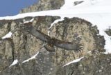 Golden Eagle
